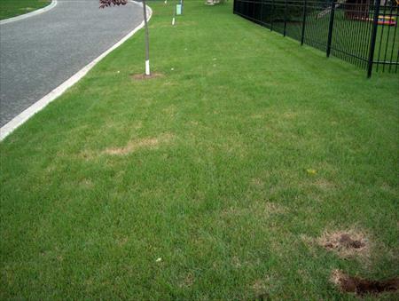 Sod Webworm damage