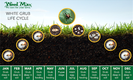 White Grubs lifecycle