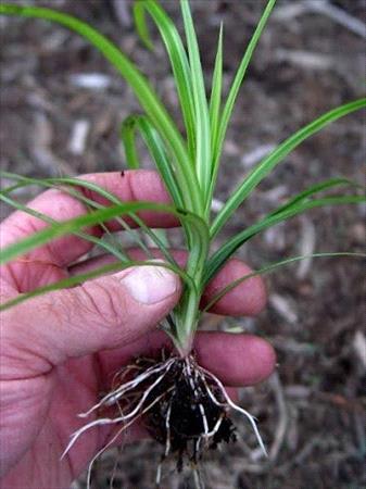 Nutsedge on lawn