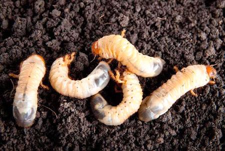 White Grubs