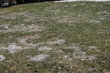 Gray Snow Mold
