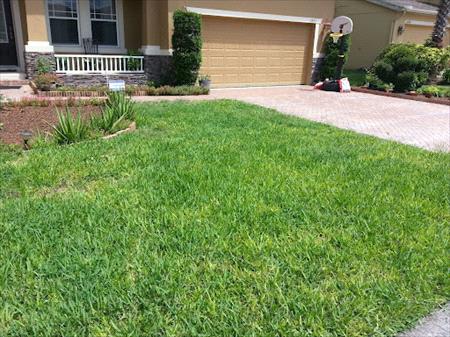 CHLOROSIS in St. Augustinegrass