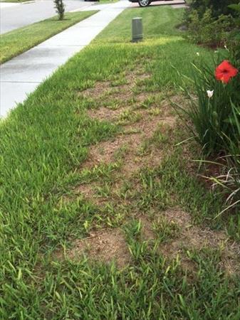 CHLOROSIS in St. Augustinegrass