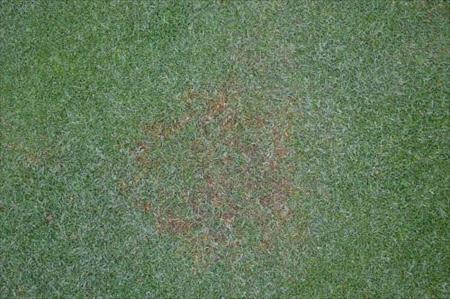 Yellow patch on lawn
