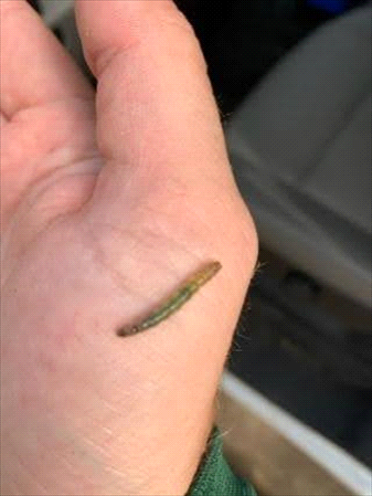 tropical sod webworm