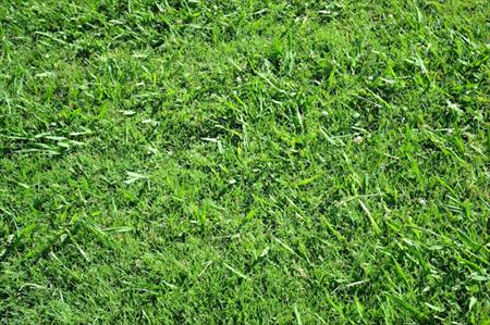 Bermudagrass