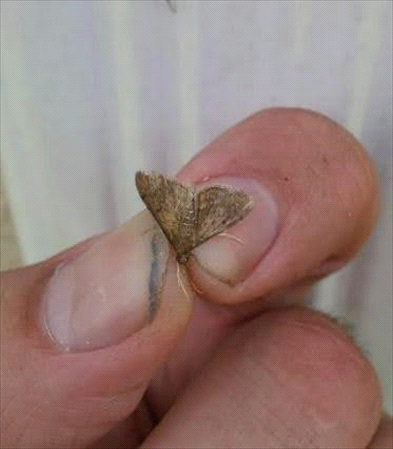 tropical sod webworm