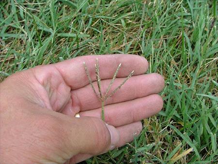 Bermudagrass