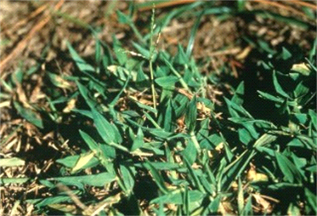 Blanket Crabgrass