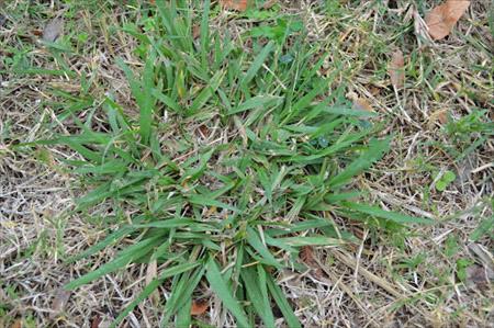 Dallisgrass