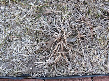 crabgrass in st.augustine lawn