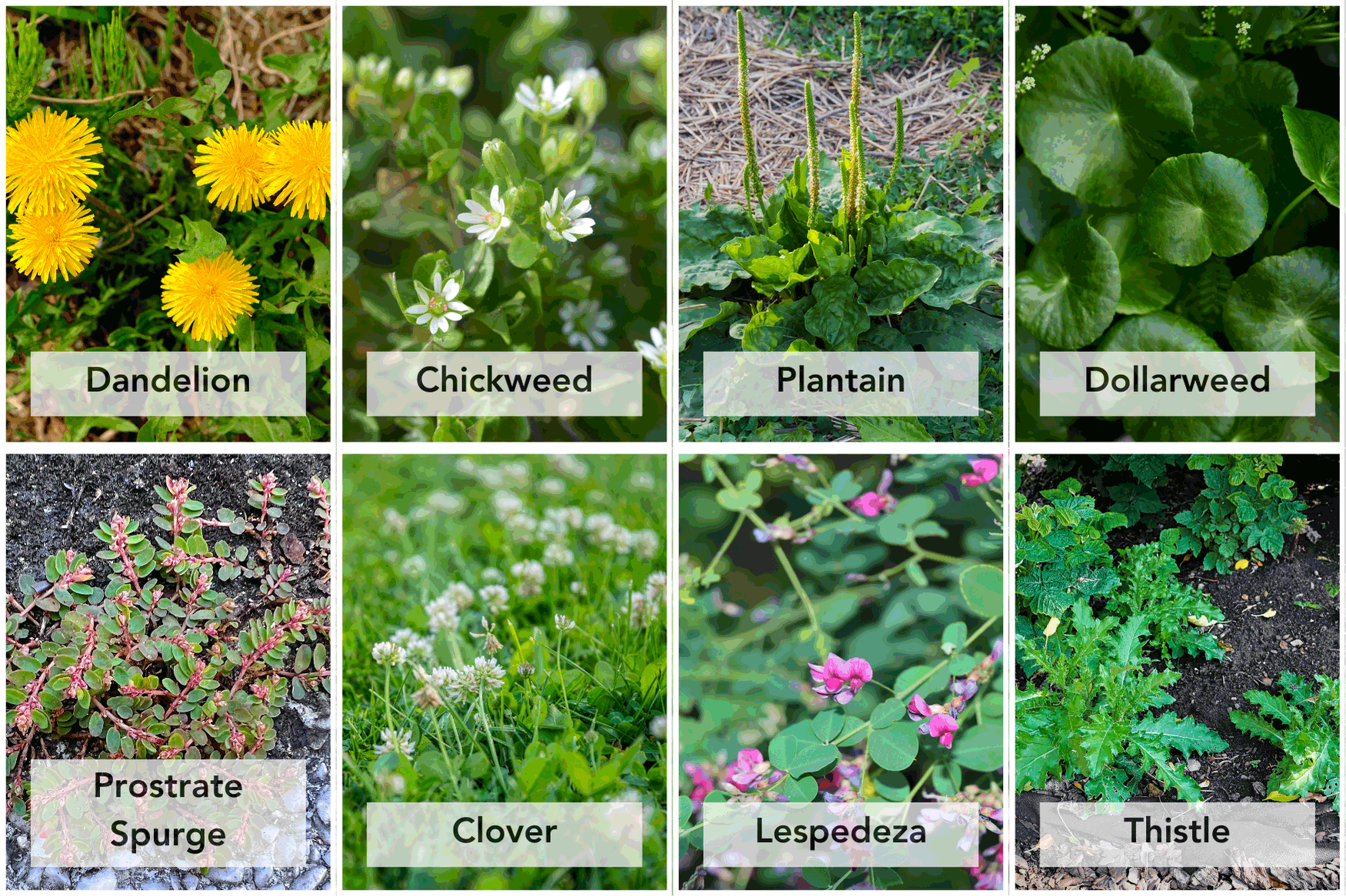 Common broadleaf weeds