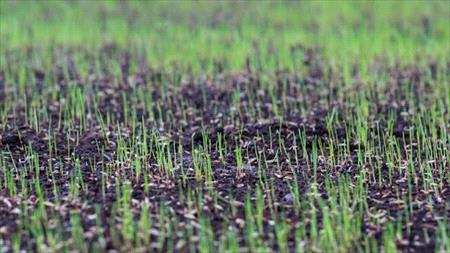 Overseeding on lawn
