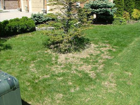 Chinch damage on a lawn