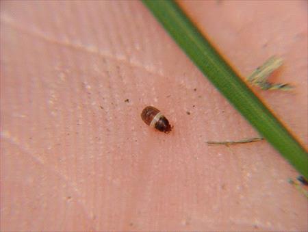 chinch bug on a hand