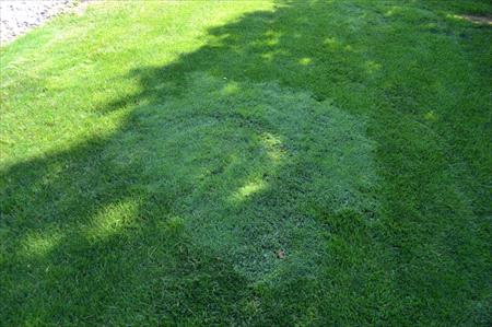 native creeping bentgrass on a lawn