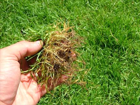 native creeping bentgrass in hand