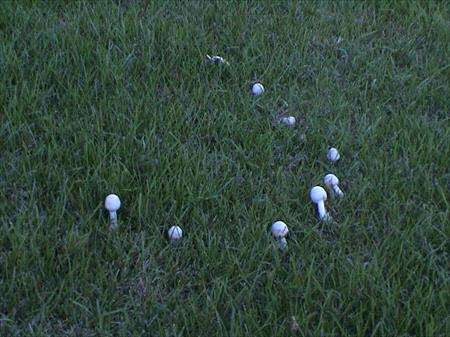 fairy ring