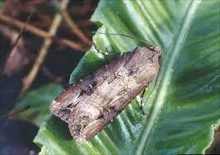 cutworm