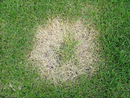 necrotic ring spot damage up close