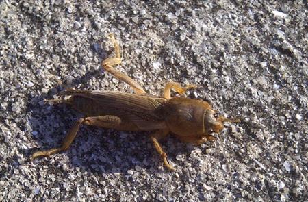 Mole Cricket